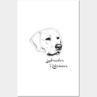 Labrador Retriever (silver sketch)! Especially for Labrador Retriever owners! Posters and Art